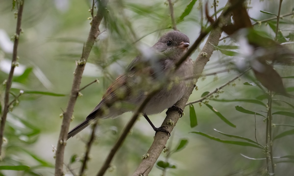 Golden Whistler - ML622118402