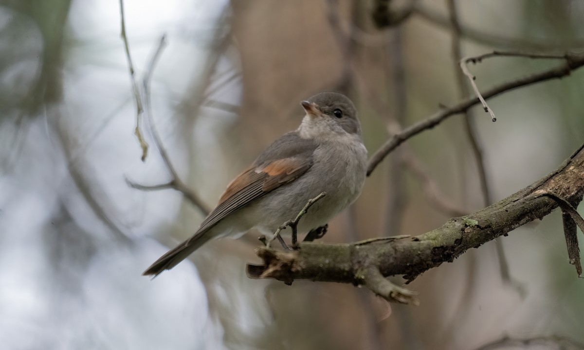 Golden Whistler - ML622118403