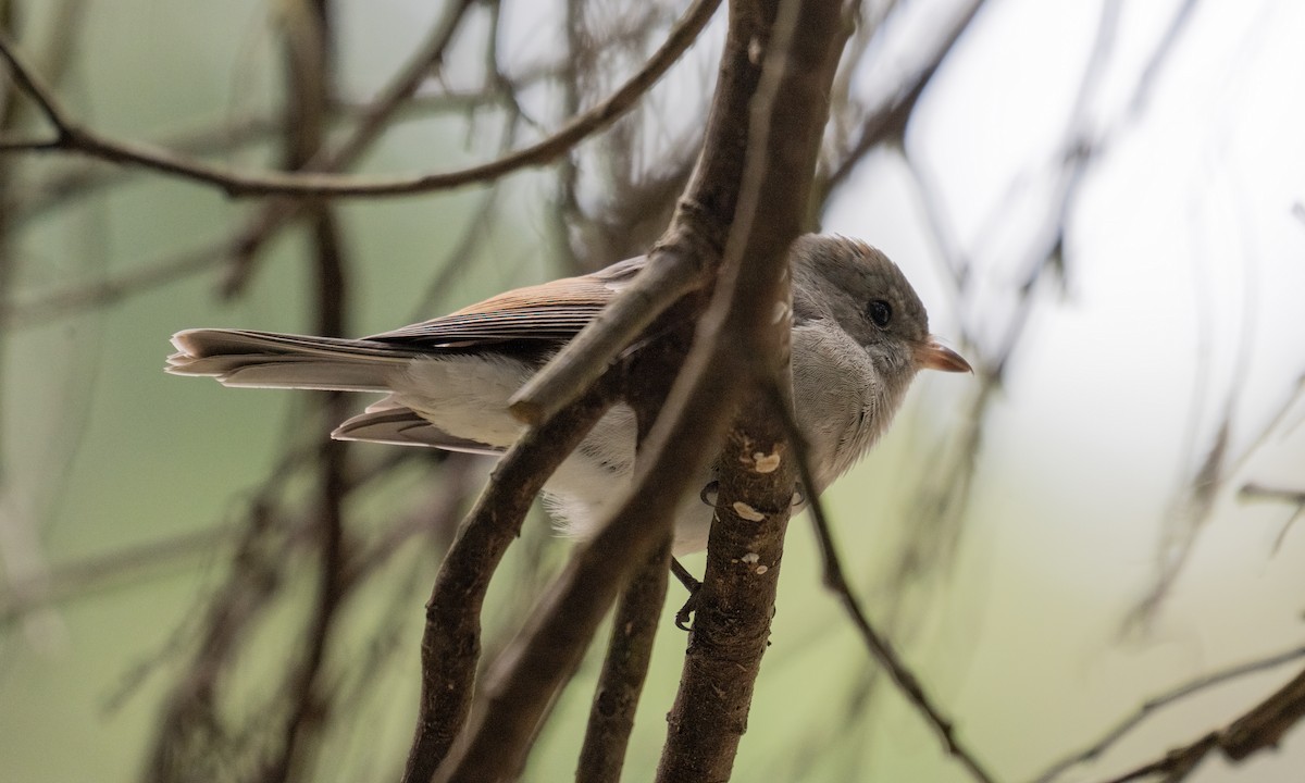 Golden Whistler - ML622118404