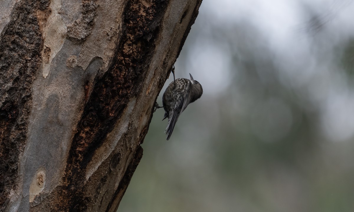 White-throated Treecreeper (White-throated) - Koren Mitchell