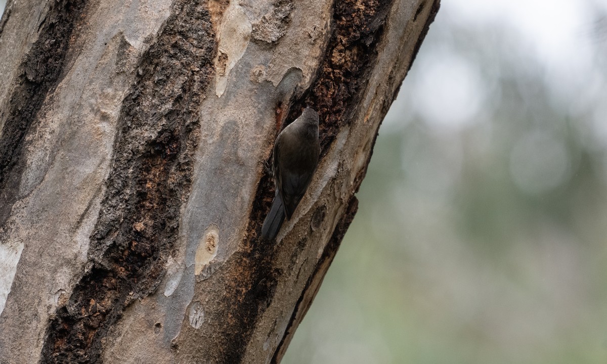 White-throated Treecreeper (White-throated) - ML622118407