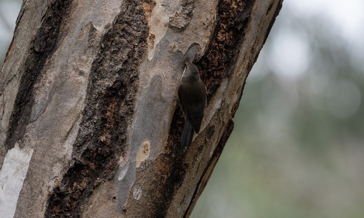 White-throated Treecreeper (White-throated) - ML622118408