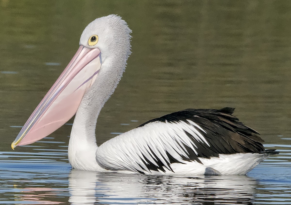 Australian Pelican - ML622118409