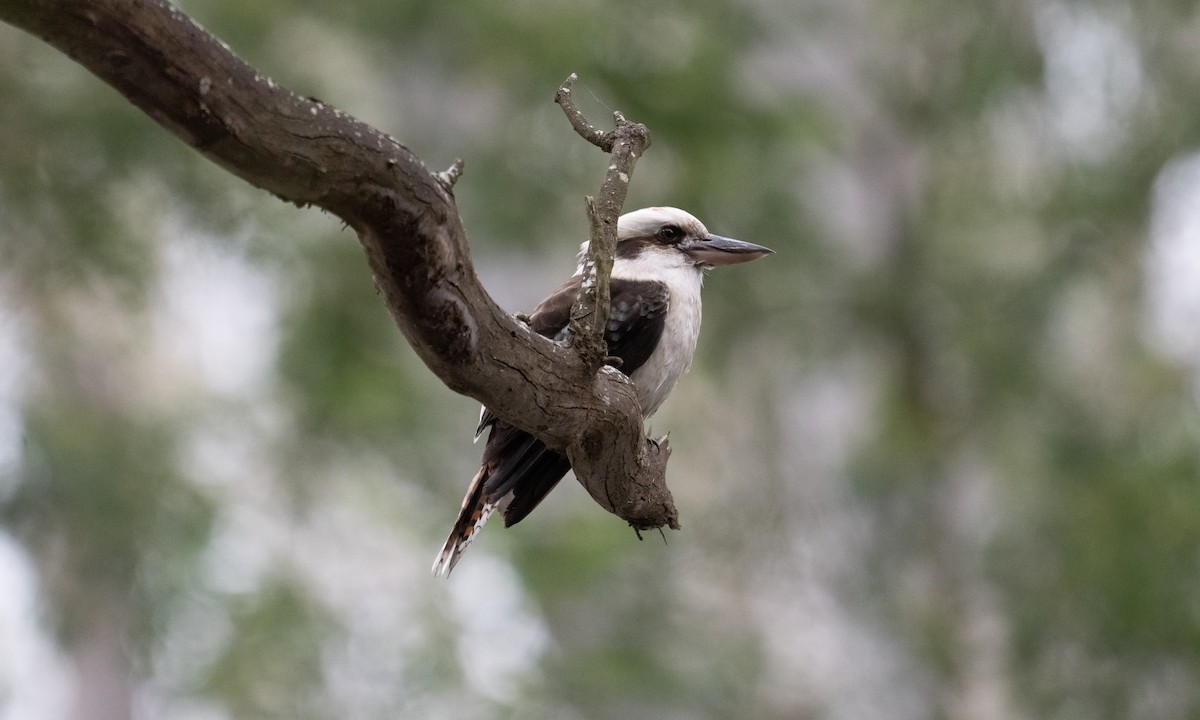 Laughing Kookaburra - ML622118410