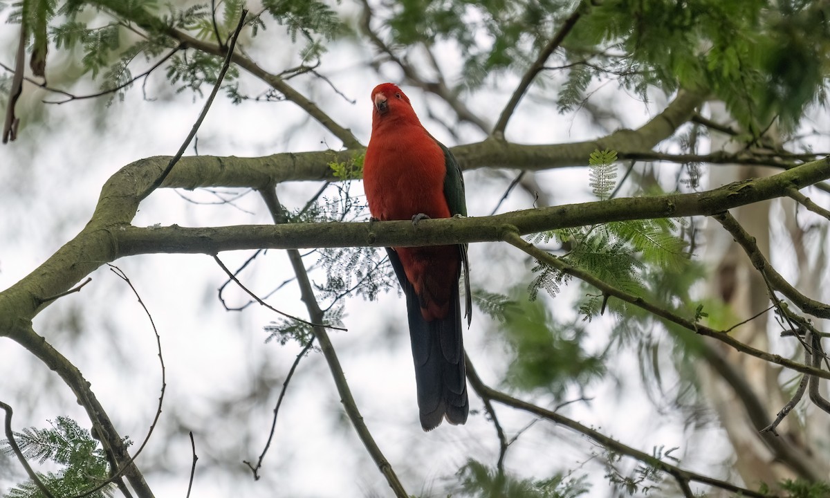 Australian King-Parrot - ML622118411