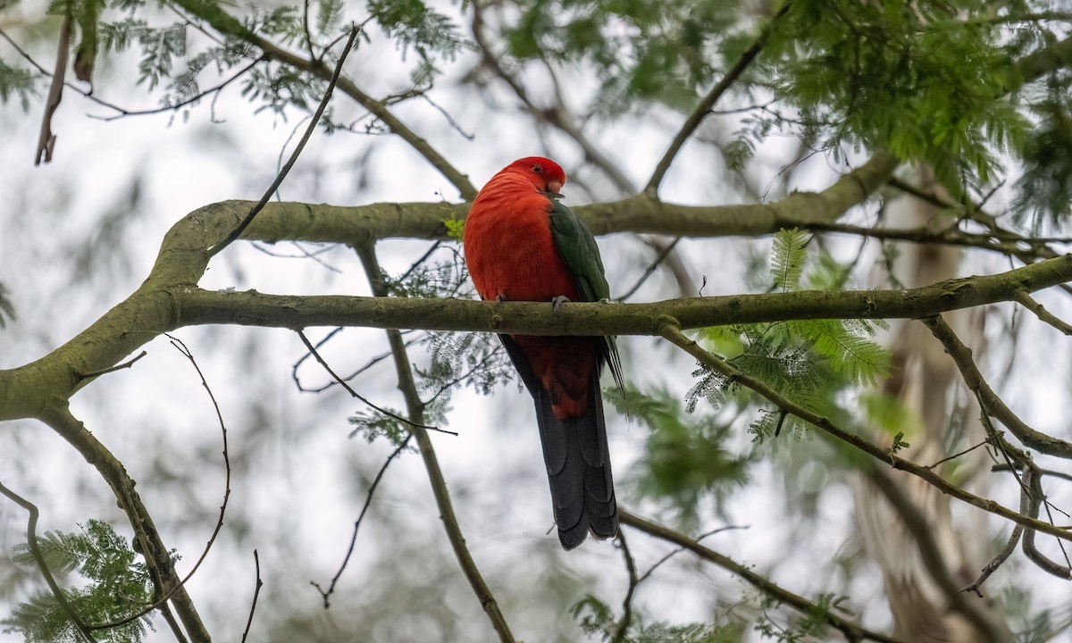 Australian King-Parrot - ML622118412