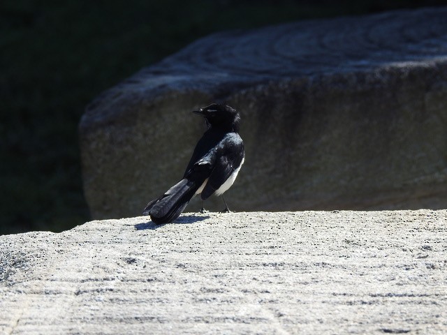 Willie-wagtail - ML622118413