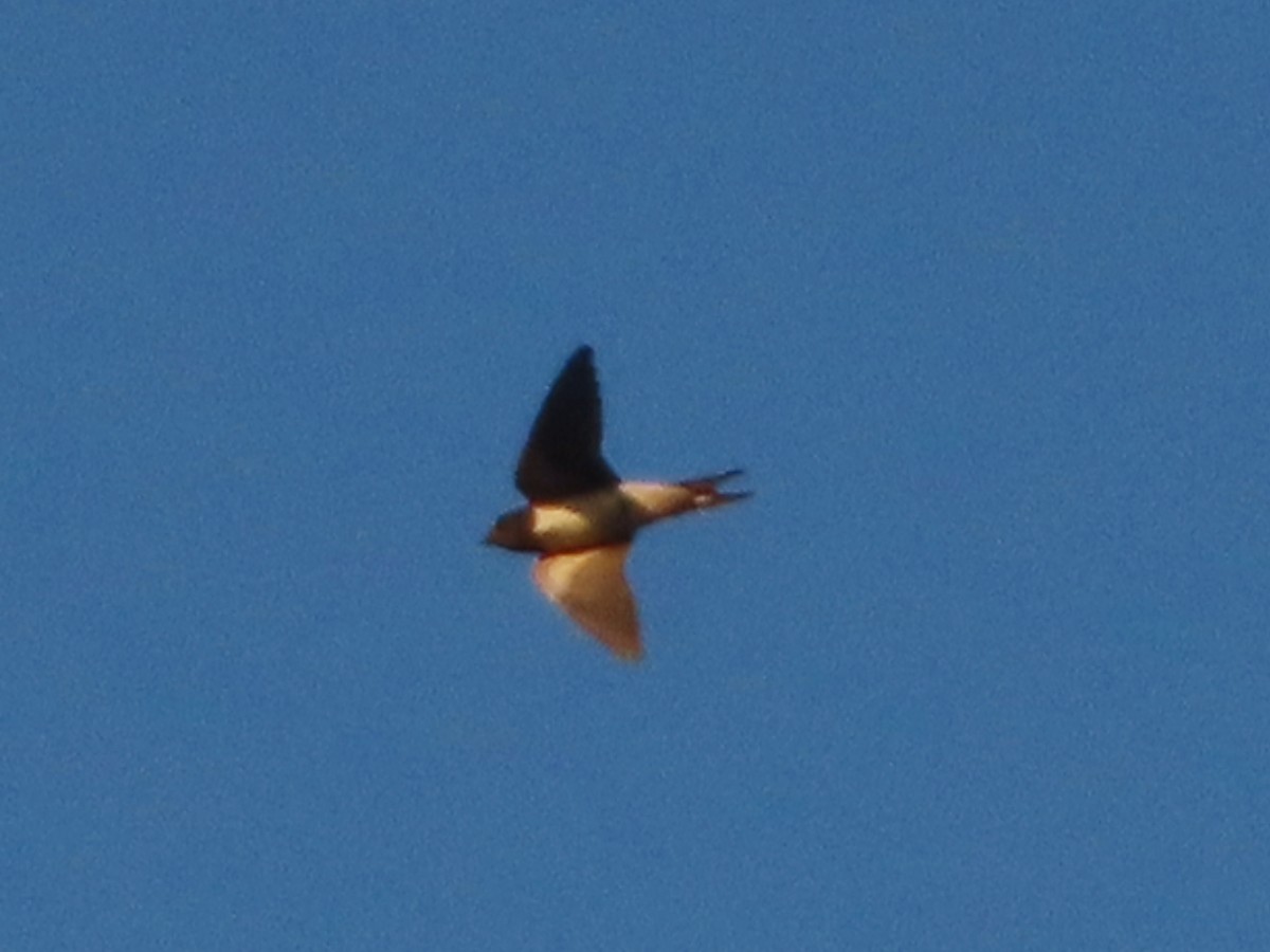 Barn Swallow - Kseniia Marianna Prondzynska