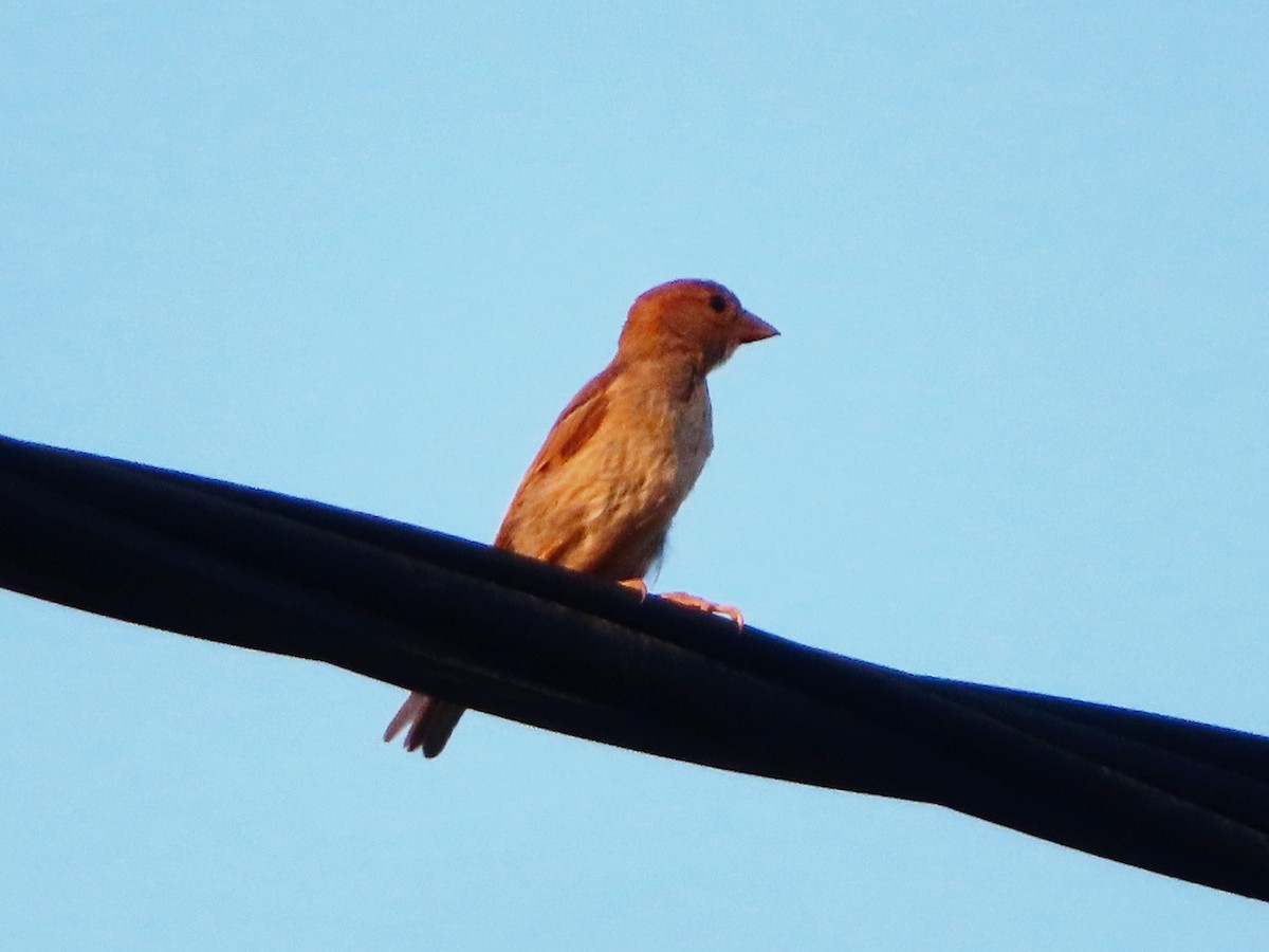 House Sparrow - Kseniia Marianna Prondzynska