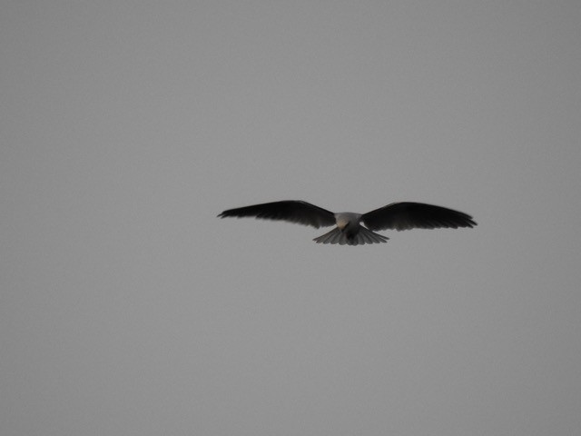 Black-shouldered Kite - ML622118419