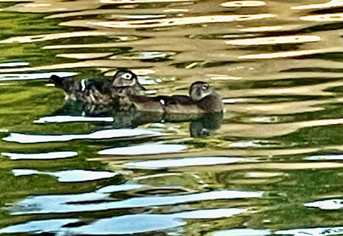 Wood Duck - ML622118432