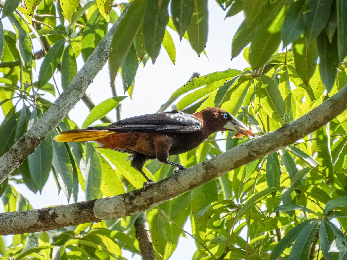 Chestnut-headed Oropendola - Jason Alexander