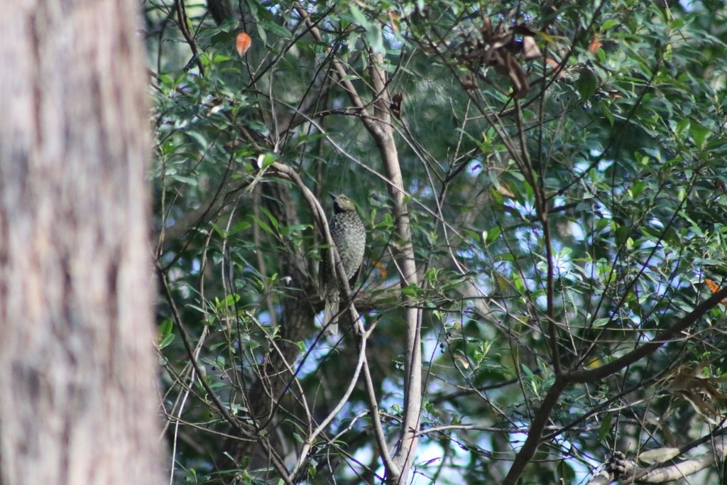 Regent Bowerbird - ML622118446