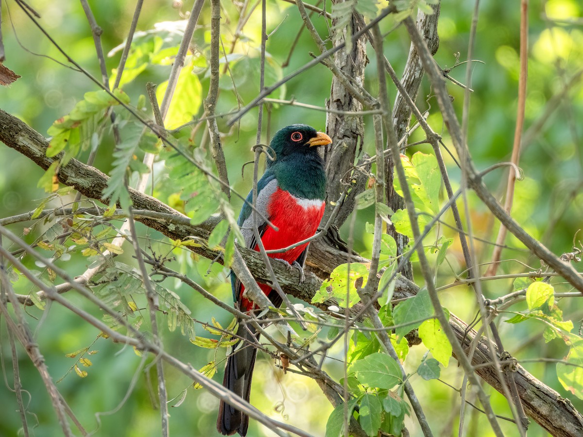 Schwarzschwanztrogon (macroura) - ML622118447