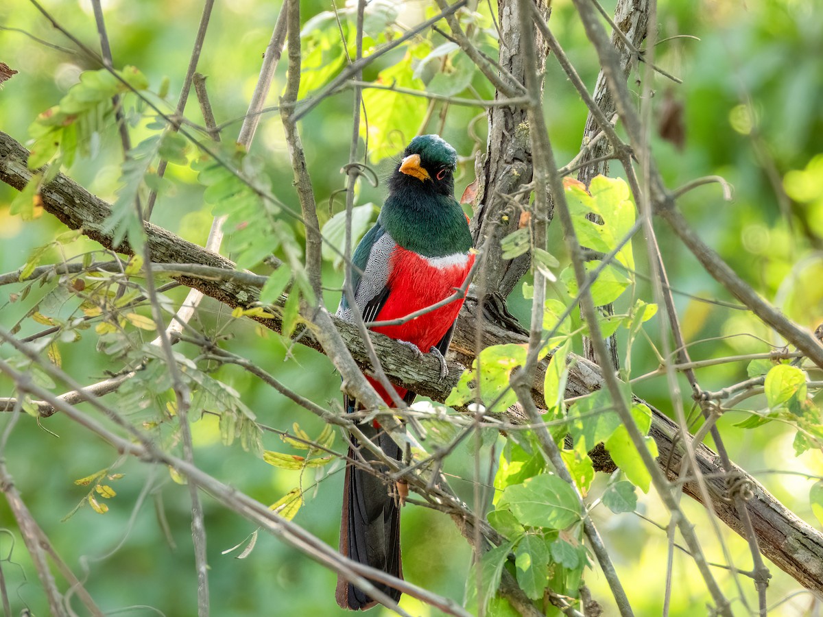 Schwarzschwanztrogon (macroura) - ML622118448