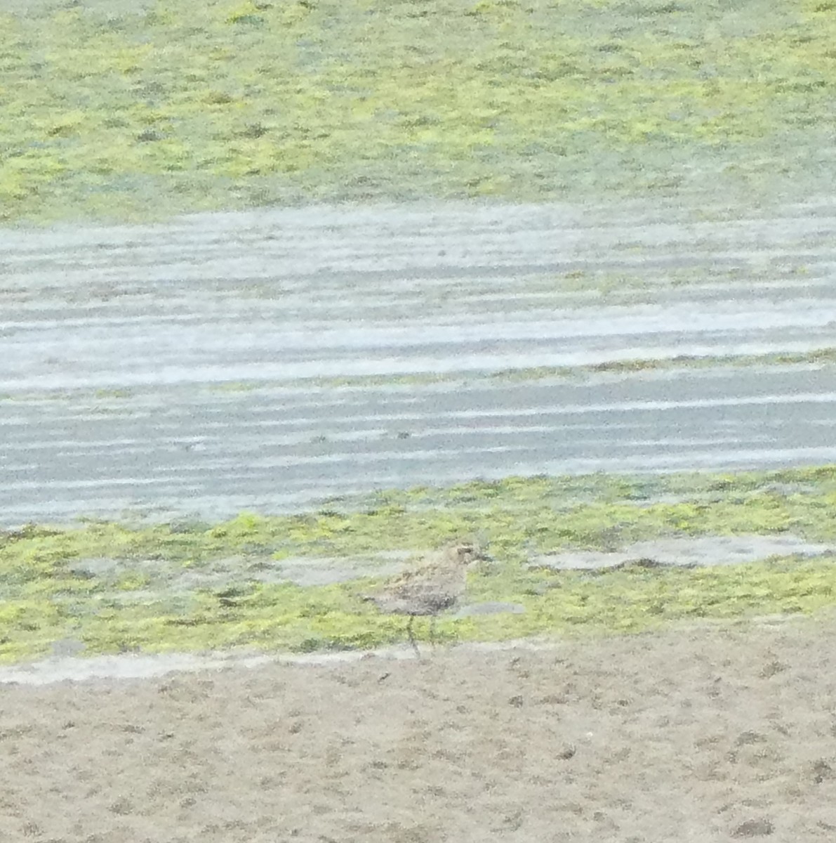 Pacific Golden-Plover - ML622118473