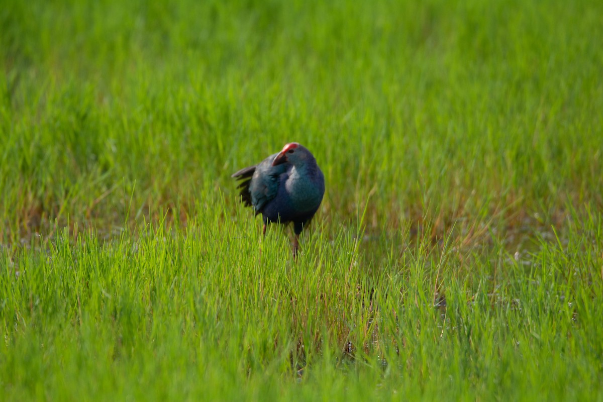 Gray-headed Swamphen - ML622118474