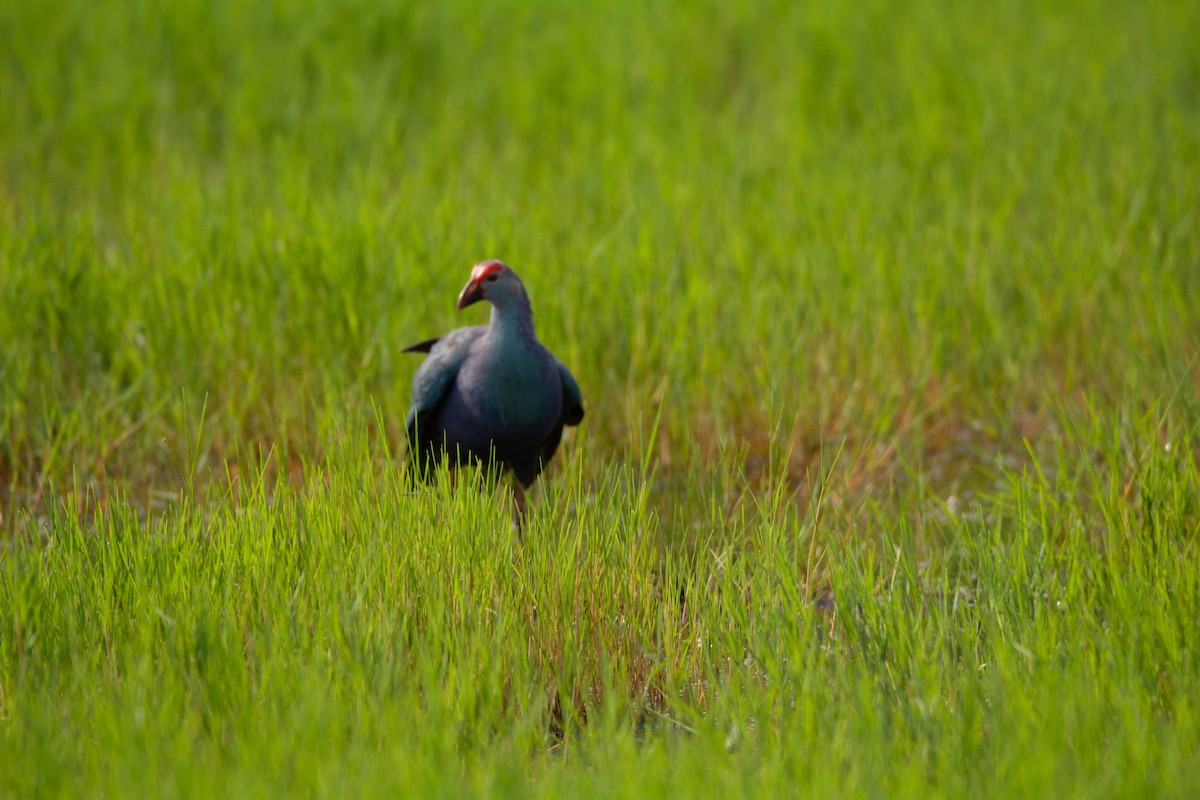 Gray-headed Swamphen - ML622118475