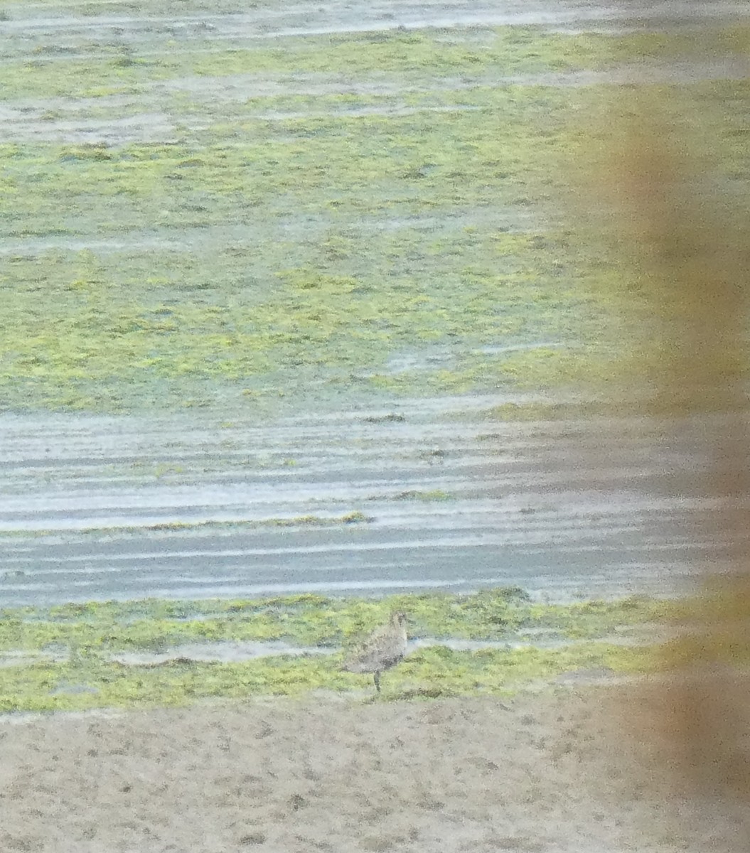 Pacific Golden-Plover - ML622118481