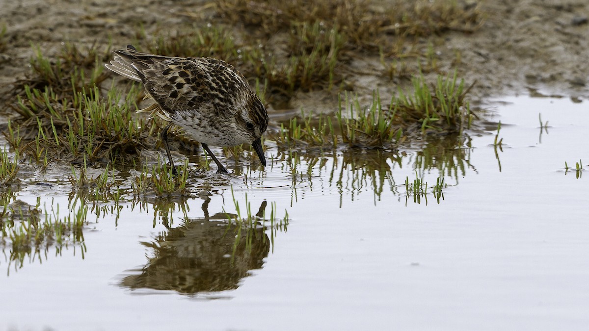 Semipalmated Sandpiper - ML622118499