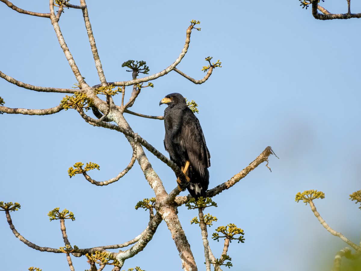 Krabbenbussard - ML622118501