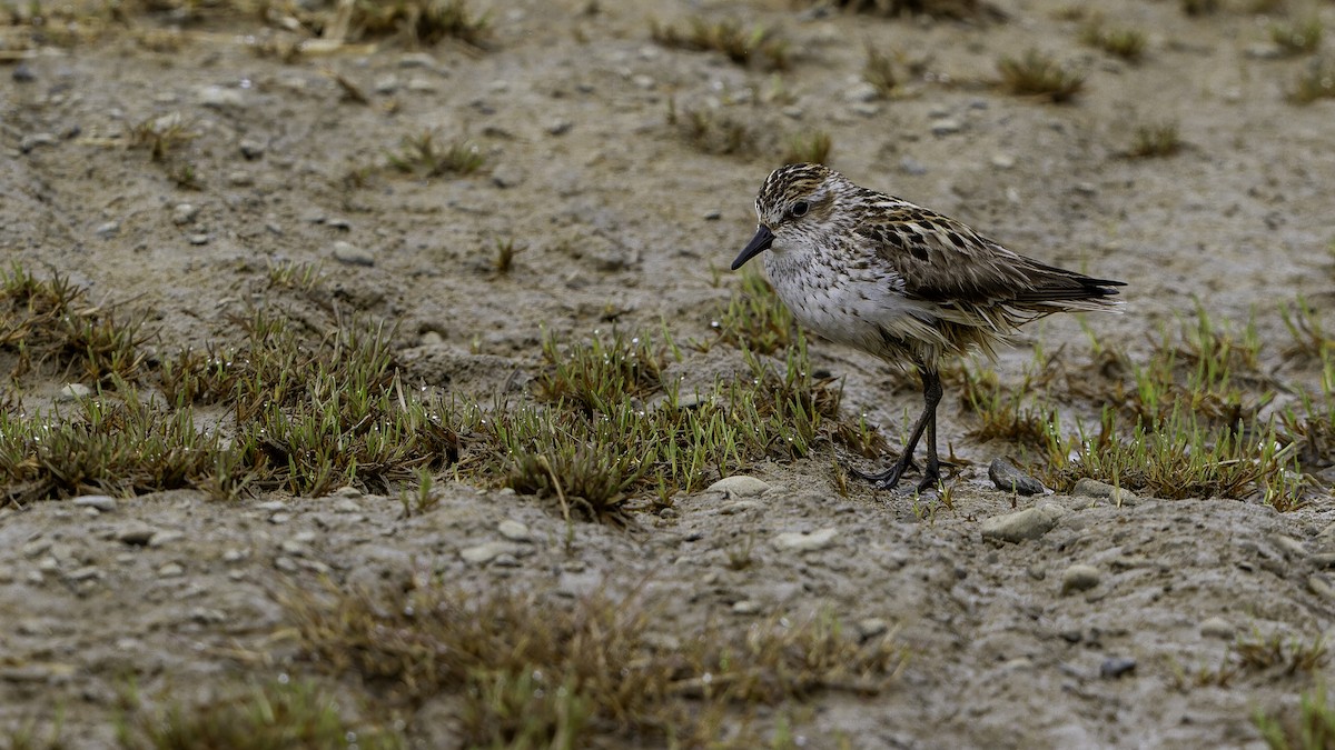 Semipalmated Sandpiper - ML622118503