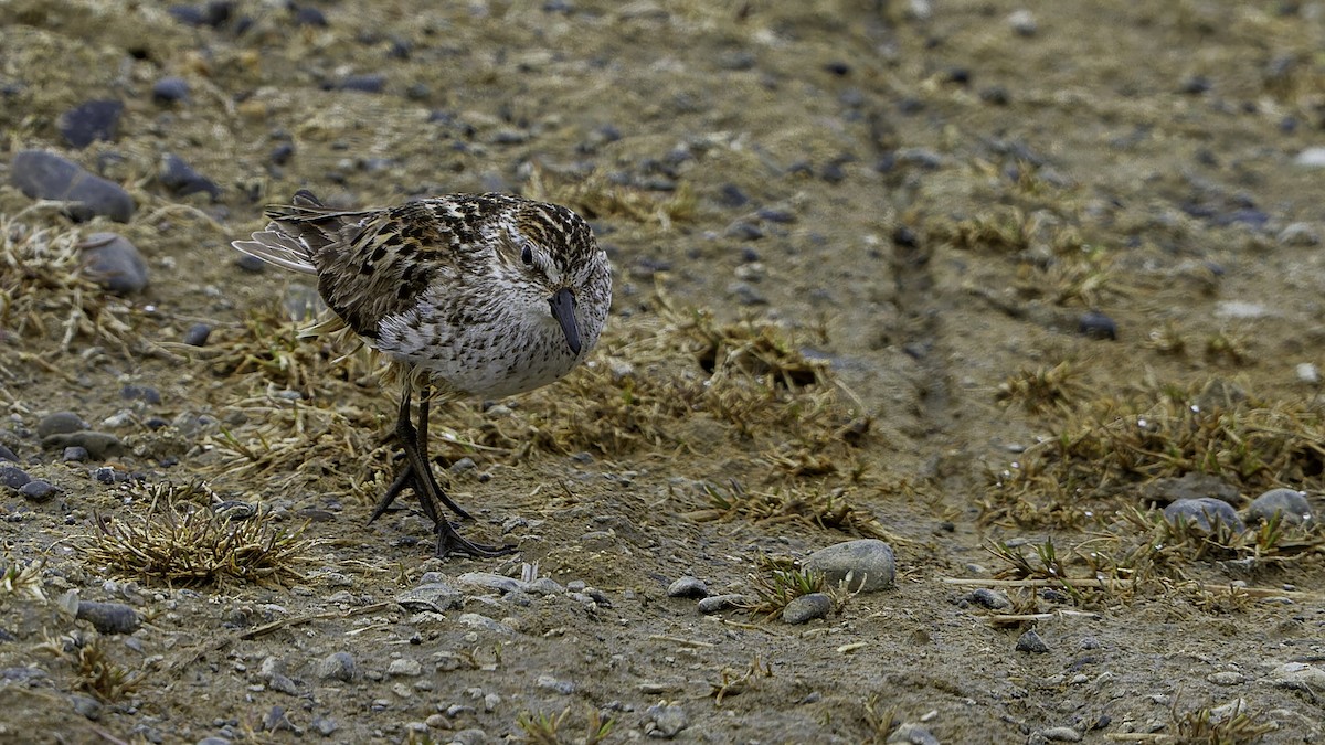 Semipalmated Sandpiper - ML622118504