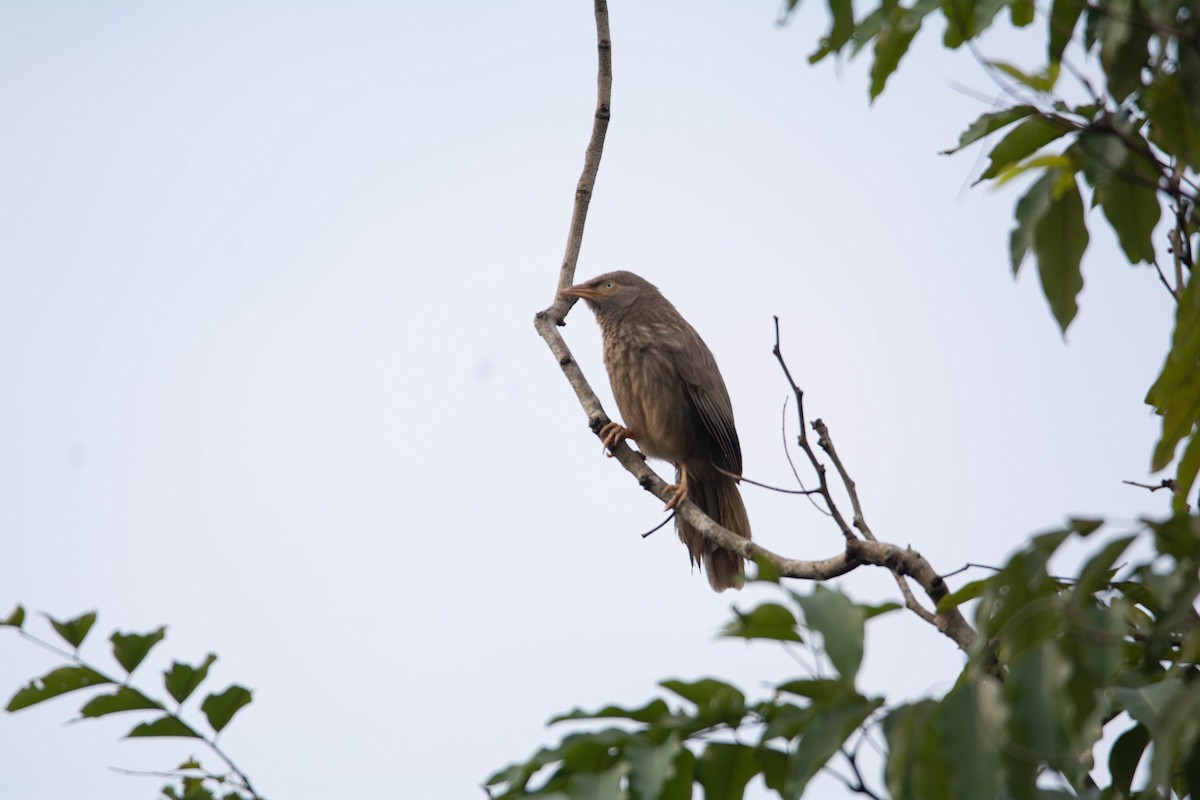 Jungle Babbler - ML622118533