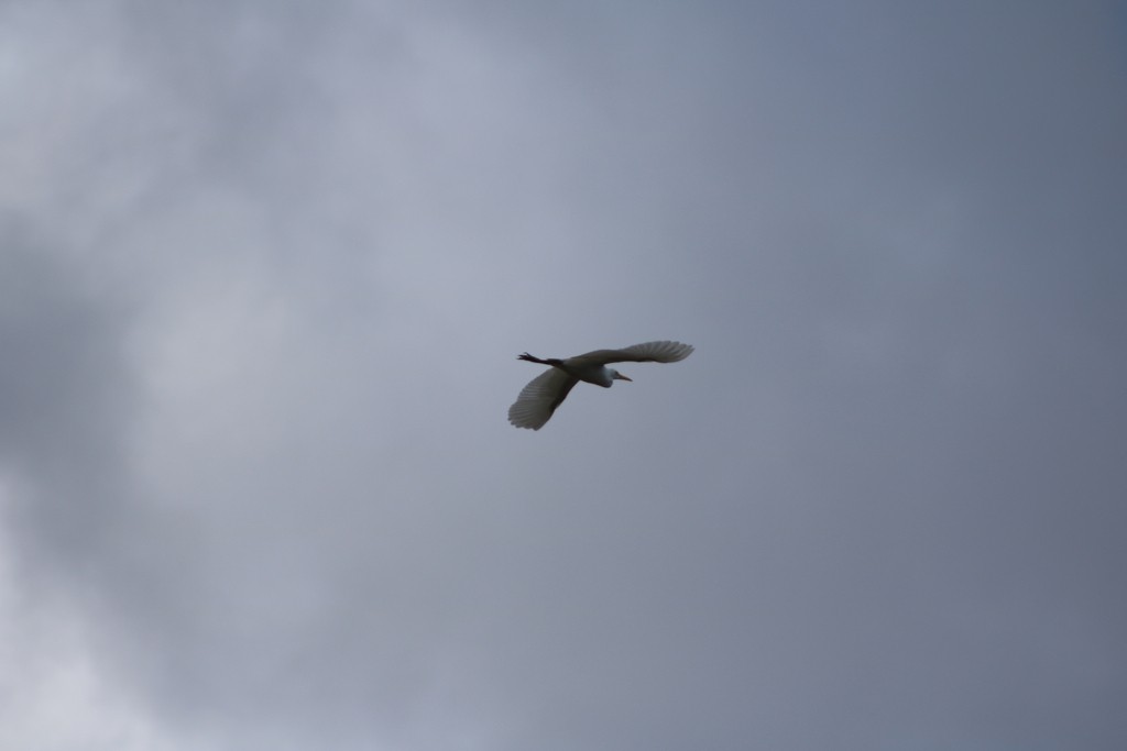 Eastern Cattle Egret - Oscar Dove