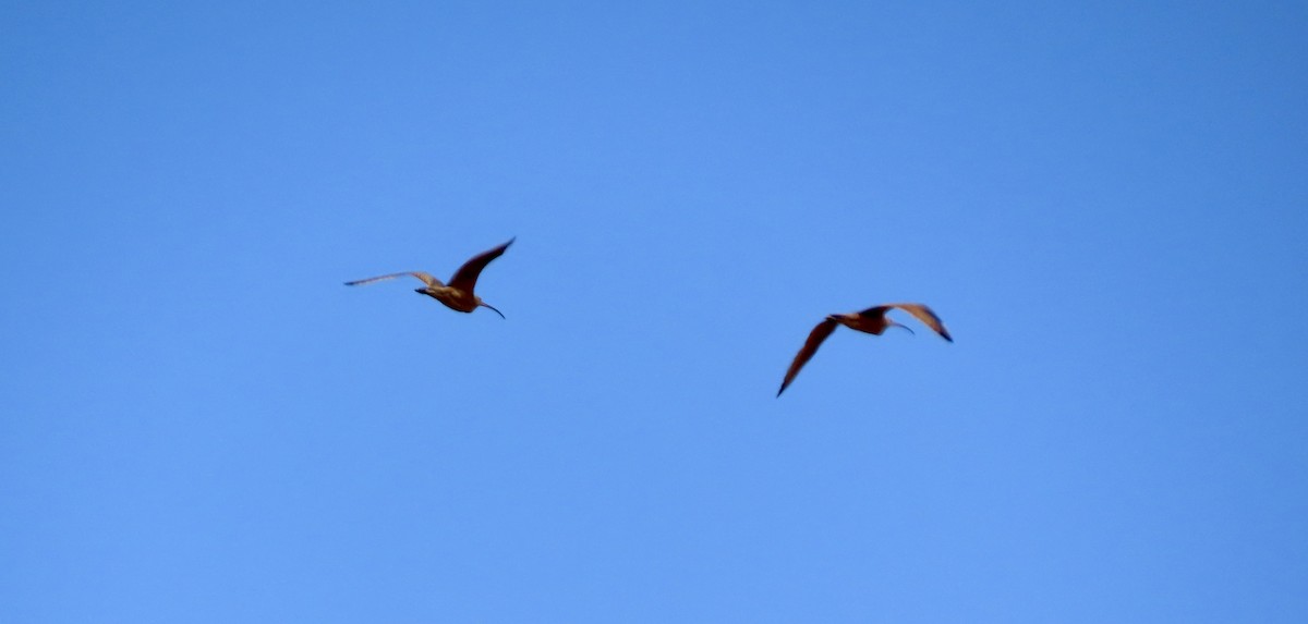 Long-billed Curlew - ML622118573