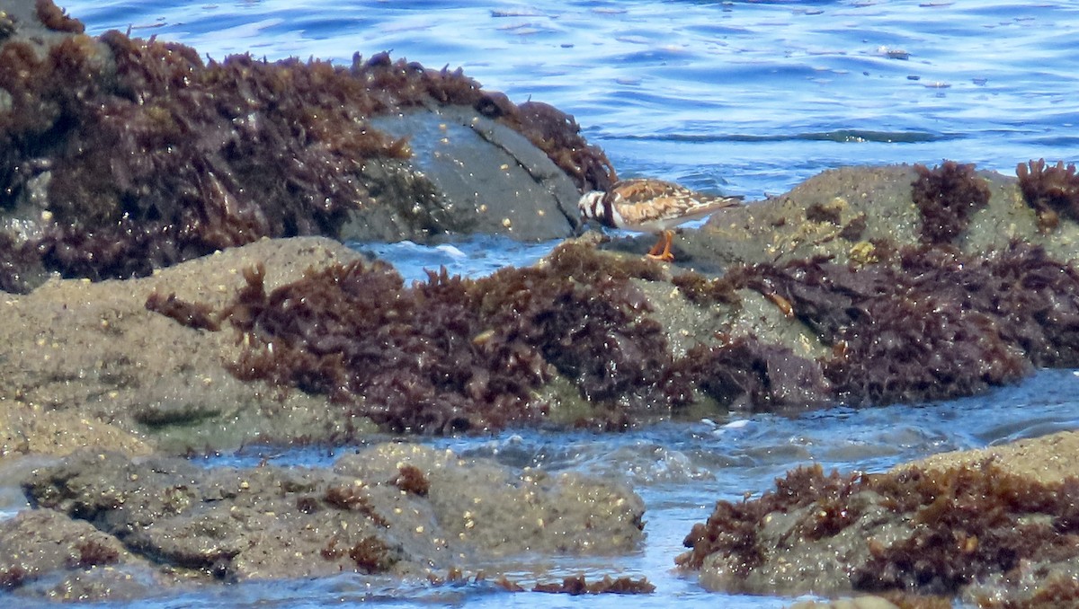 Ruddy Turnstone - ML622118597