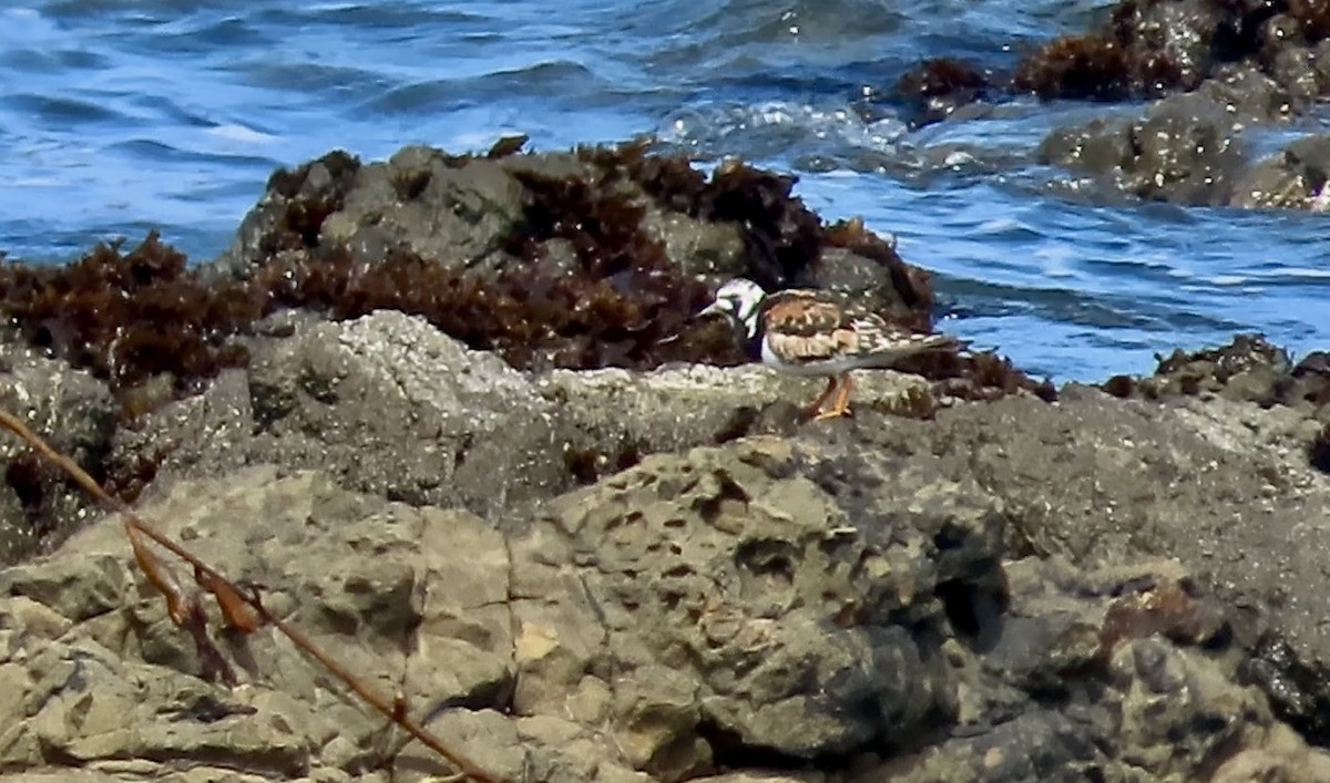 Ruddy Turnstone - ML622118598