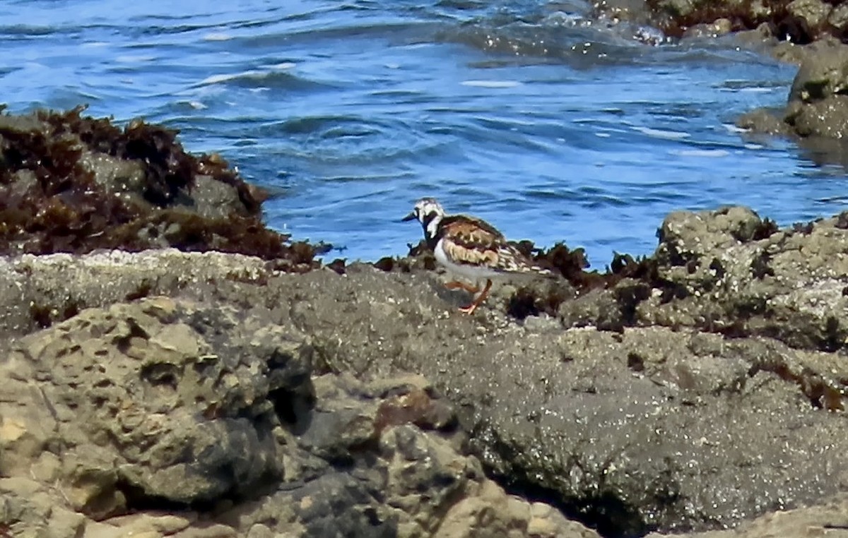 Ruddy Turnstone - ML622118599