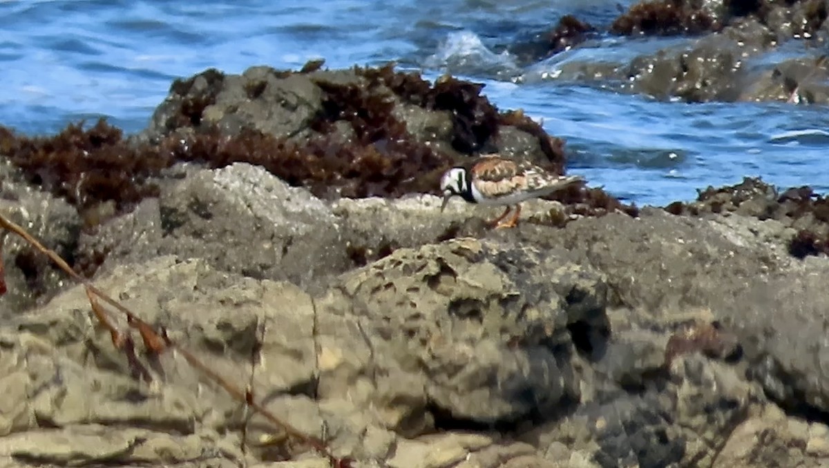 Ruddy Turnstone - ML622118600