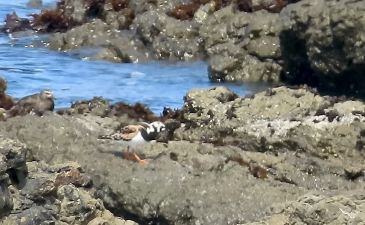 Ruddy Turnstone - ML622118602