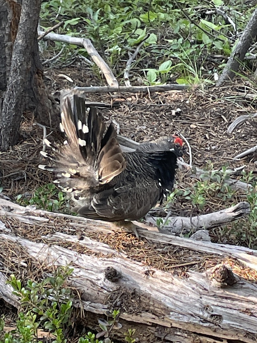 Spruce Grouse - ML622118603