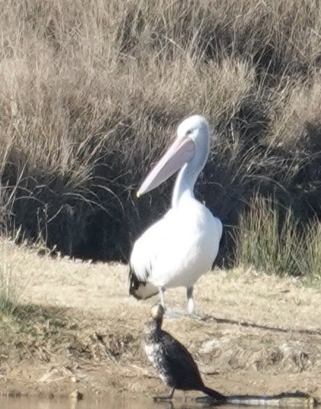 Australian Pelican - Robert Morison and Joyce Ives