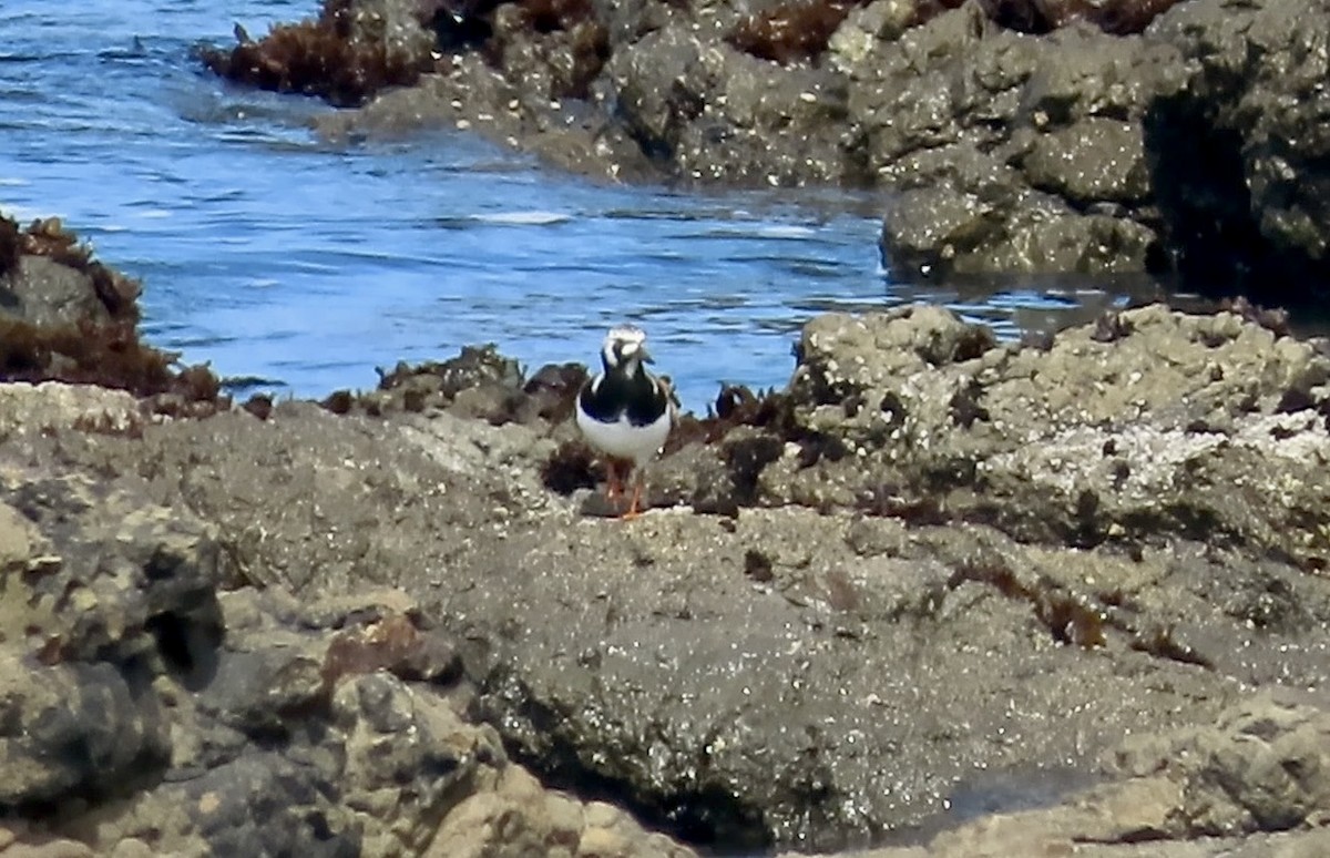 Ruddy Turnstone - ML622118607