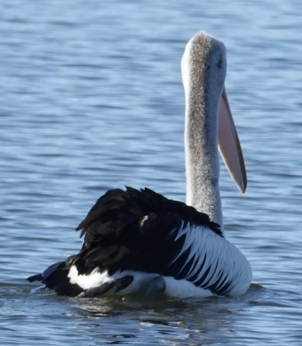 Australian Pelican - ML622118608