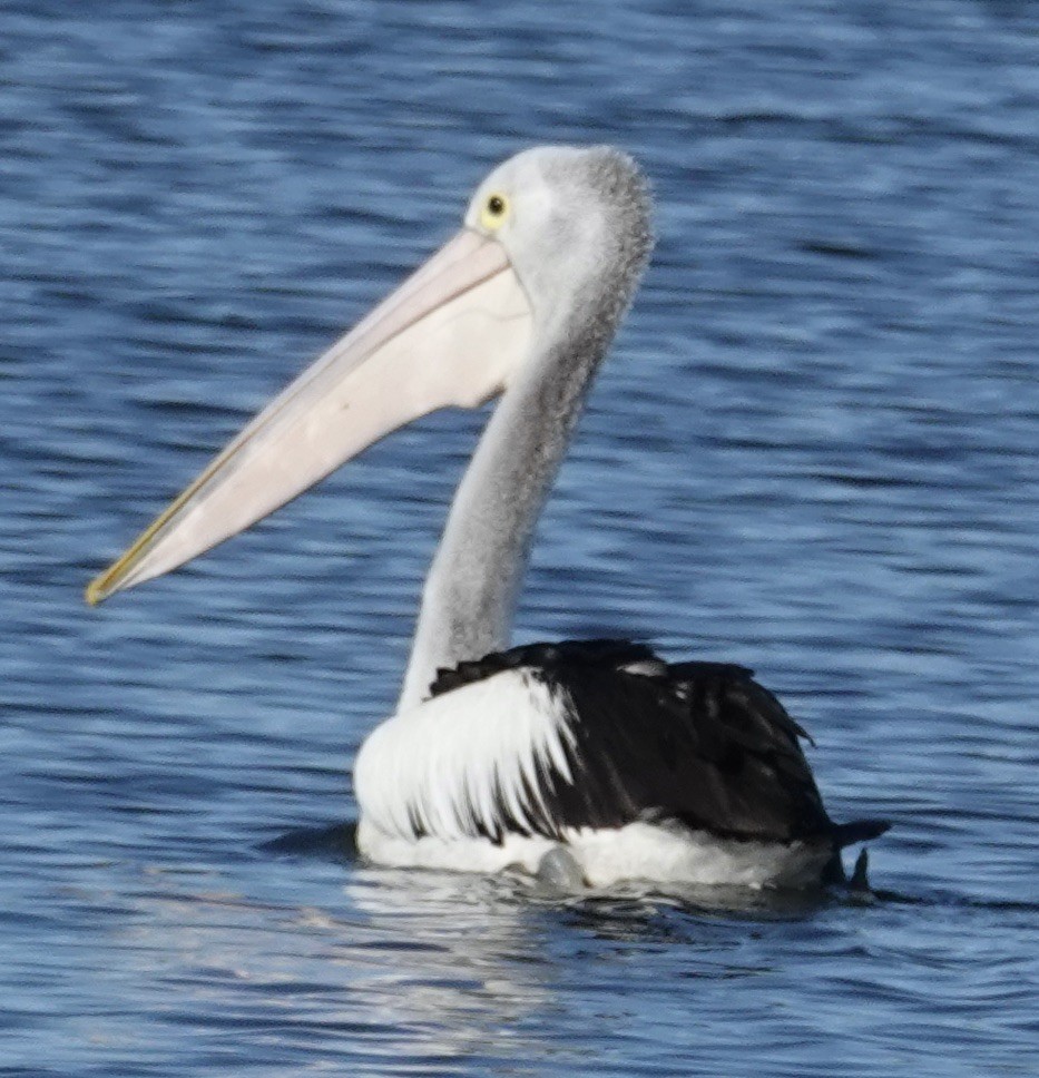 Australian Pelican - Robert Morison and Joyce Ives