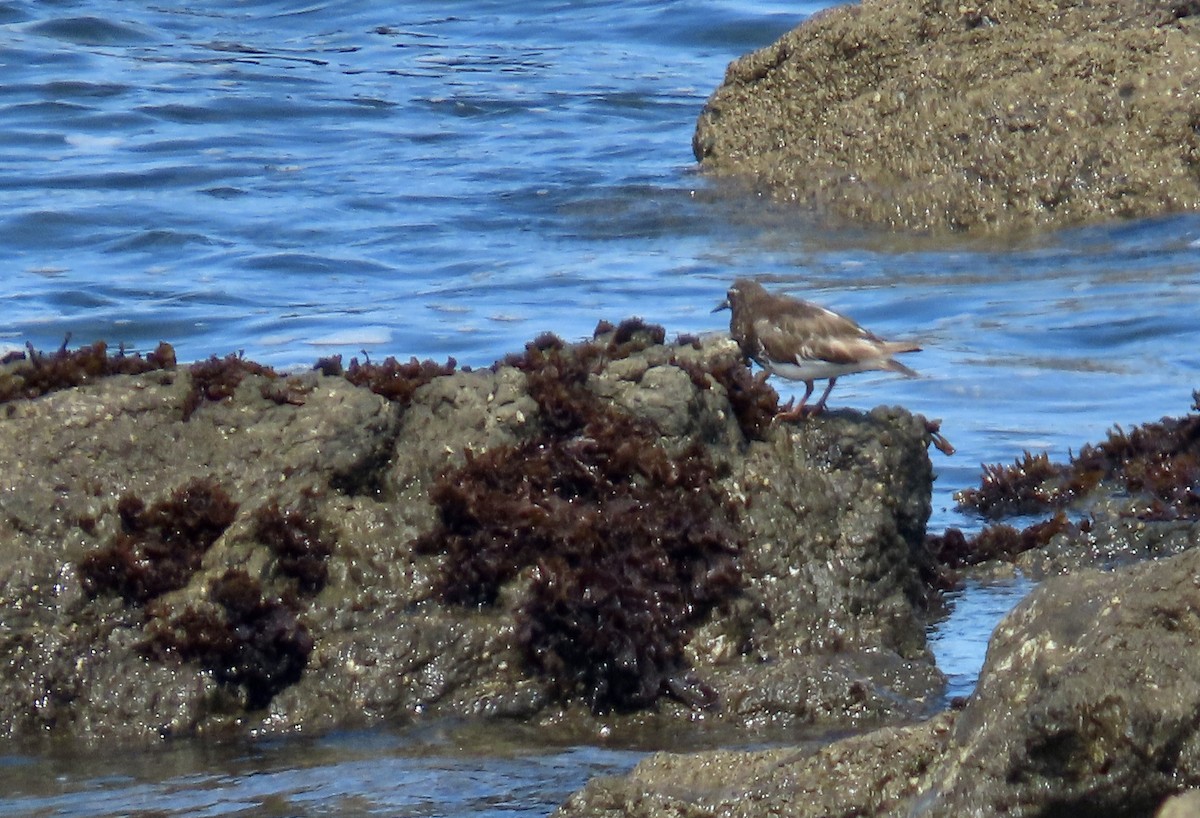 Black Turnstone - Petra Clayton