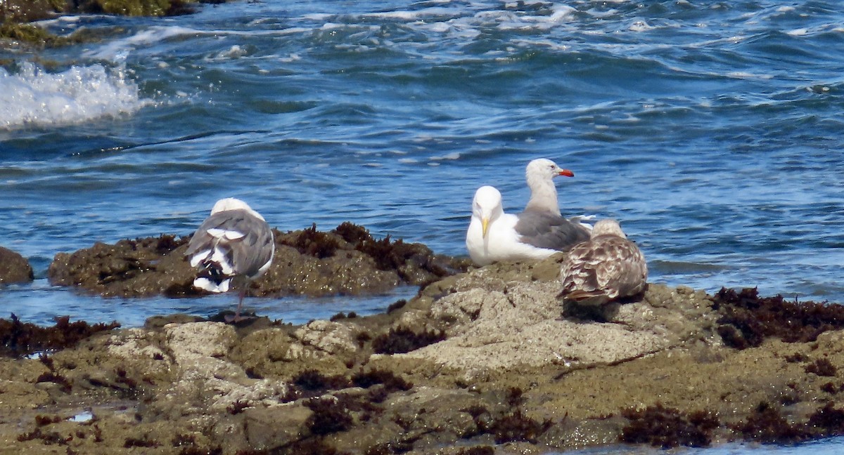 Heermann's Gull - ML622118613