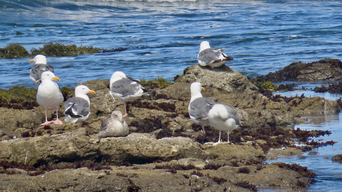 Western Gull - ML622118616