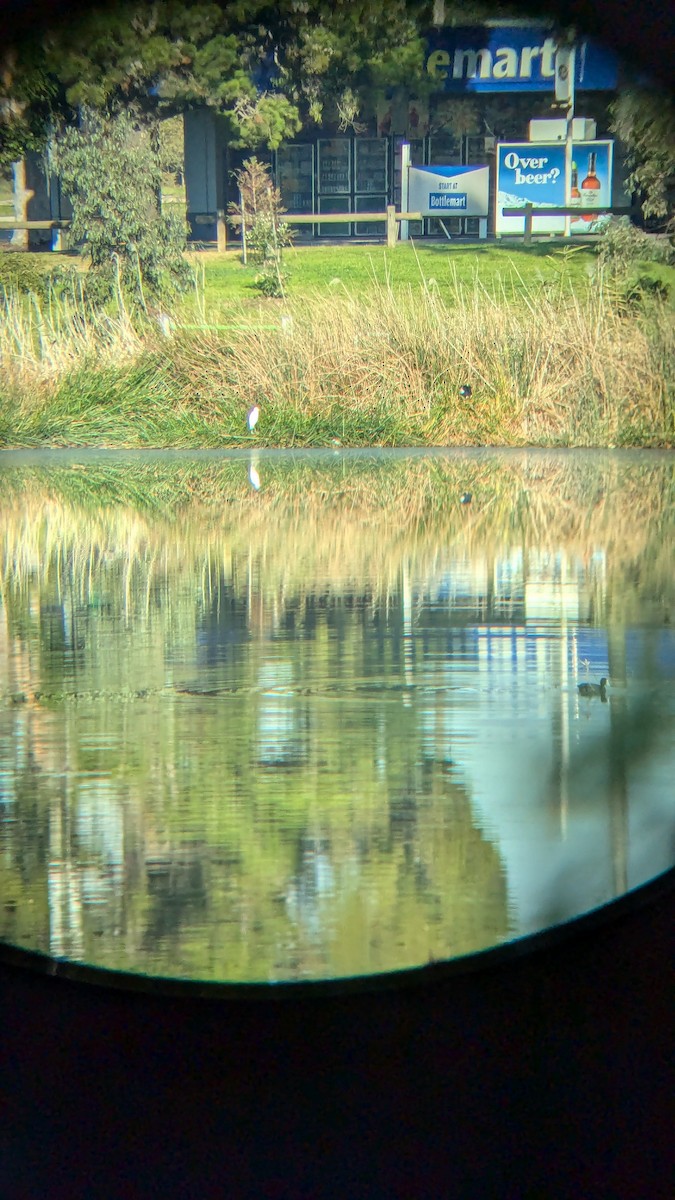 Great Egret - ML622118617