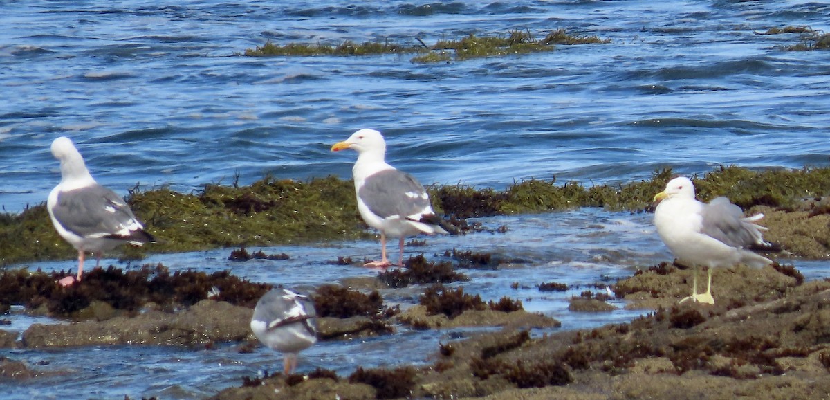 Western Gull - ML622118618