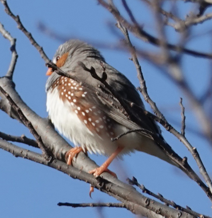 Zebra Finch - ML622118619