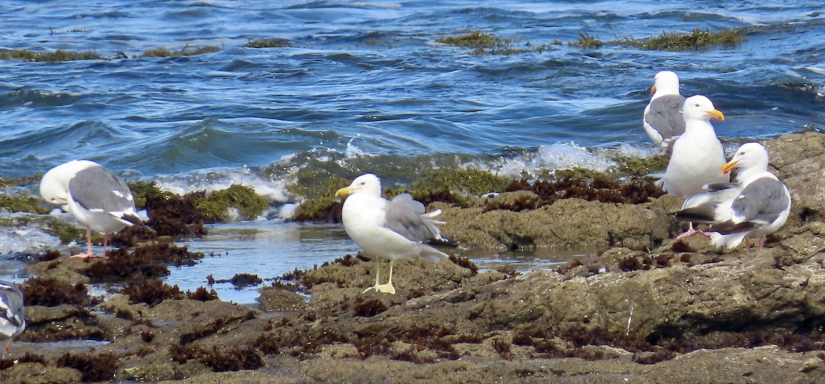 California Gull - ML622118620