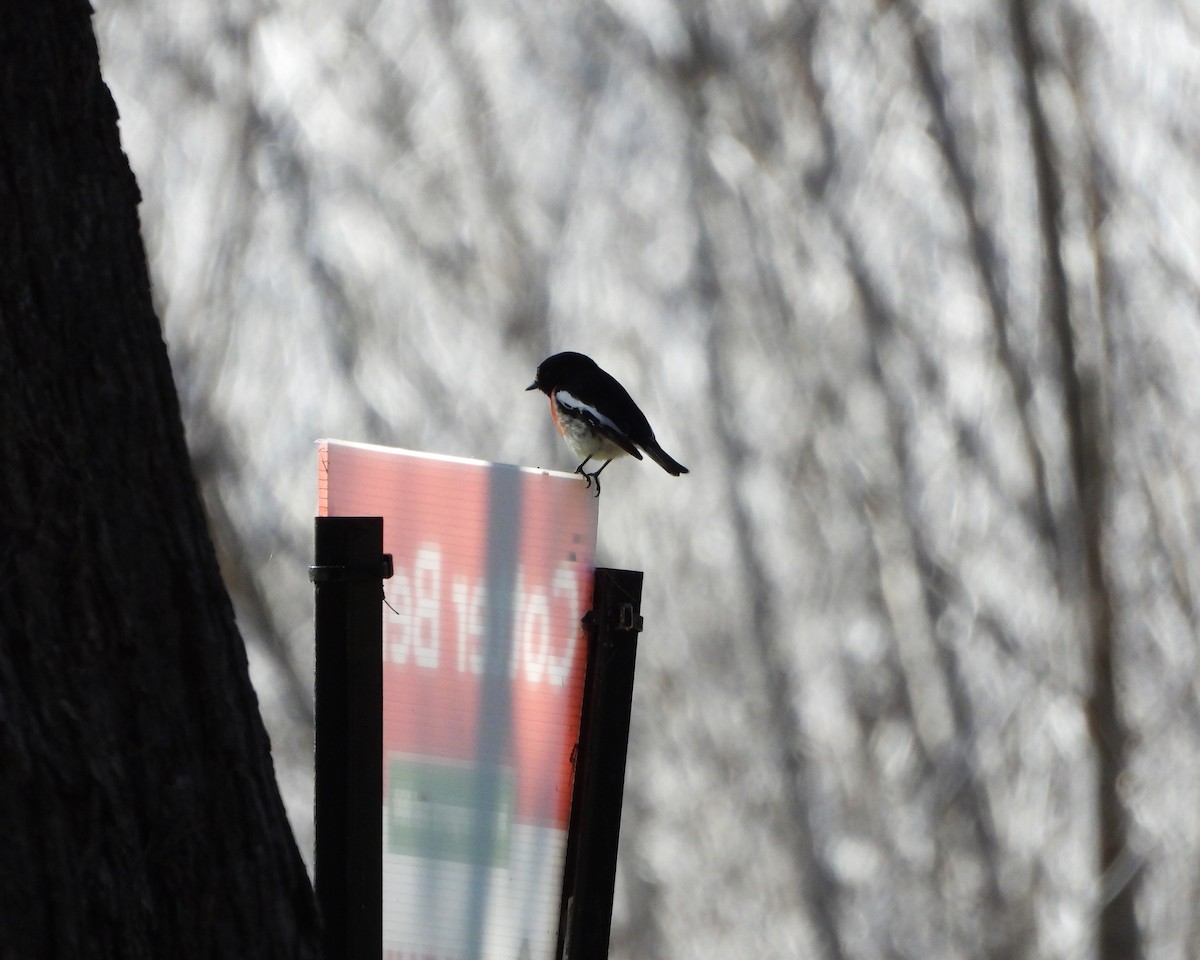 Scarlet Robin - ML622118621