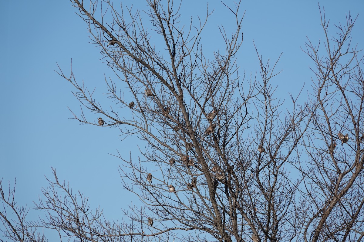 Zebra Finch - ML622118622