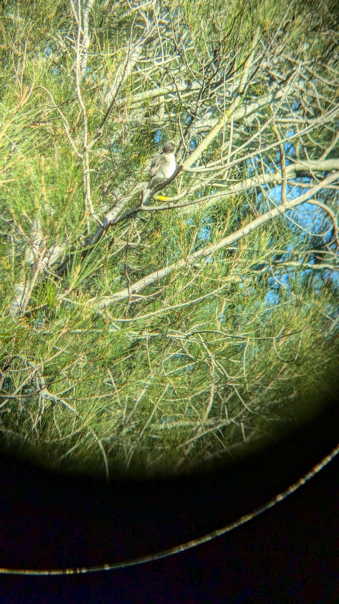 Gray Butcherbird - ML622118624